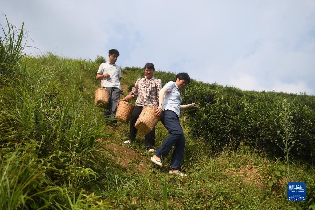 在廣西蒼梧縣六堡鎮(zhèn)山坪村，祝雪蘭（前）和村民采茶后走下茶山（2022年9月22日攝）。新華社記者 陸波岸 攝